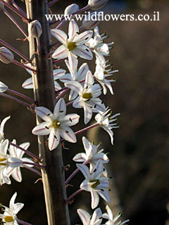 Urginea maritima